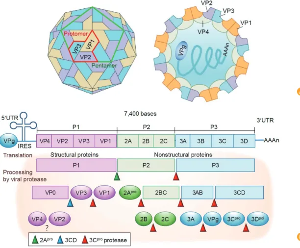 Fig. 2. Structure of the enterovirus 71 (EV71) virion. (A) EV71 is a non-enveloped and icosahedral particle with a diameter of 20-30 nm