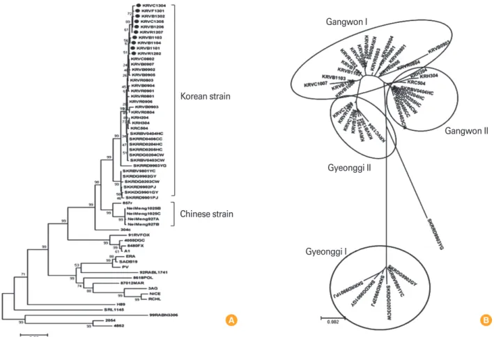 Fig. 7. Phylogenetic trees showing the relationship between 61 nucleocapsid genes of the rabies virus (RABV) (A) and the classification of 40  Korean RABVs isolated after 1998 (B)