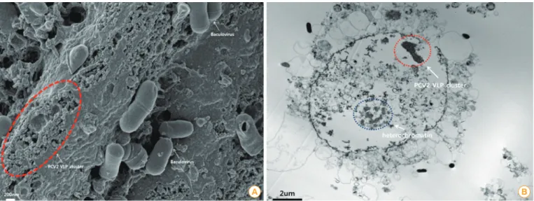 Fig. 3. Characterization of porcine circovirus type 2 (PCV2) virus-like particles (VLPs)