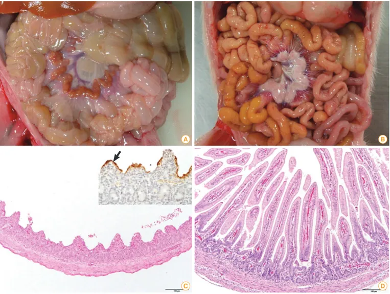 Fig. 4. Comparison of porcine epidemic diarrhea (PED) affected (A, C) and non-porcine epidemic diarrhea virus infected (B, D) piglets