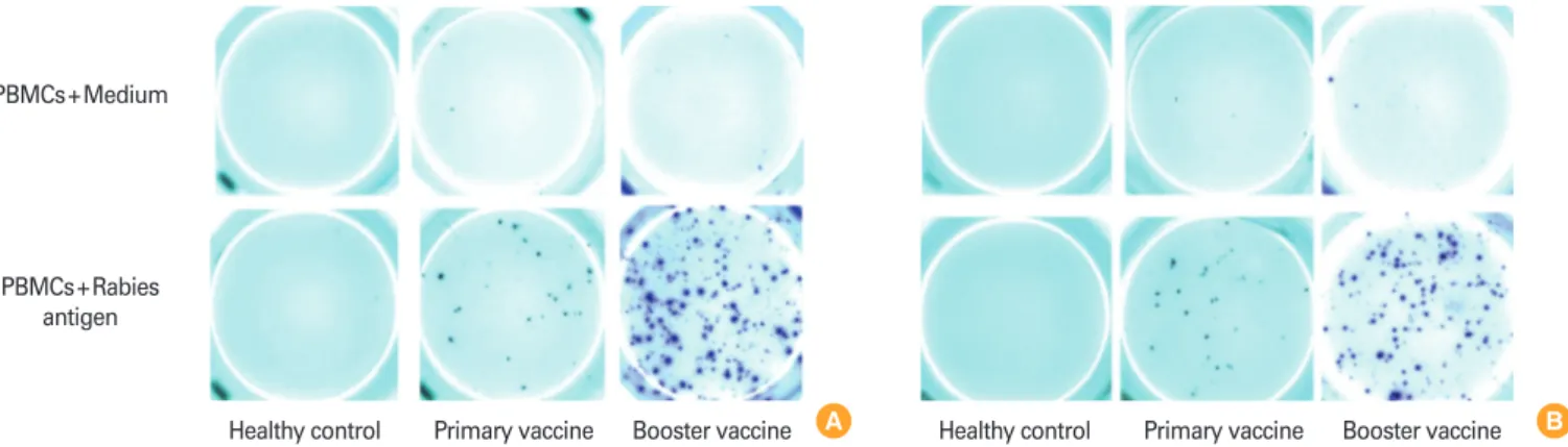 Fig. 2. Representative image for enzyme-linked immunospot (ELISpot) responses from a healthy control, individual who received pre-exposure  primary intradermal (ID) vaccination six months earlier and an individual who received booster ID vaccine at six mon