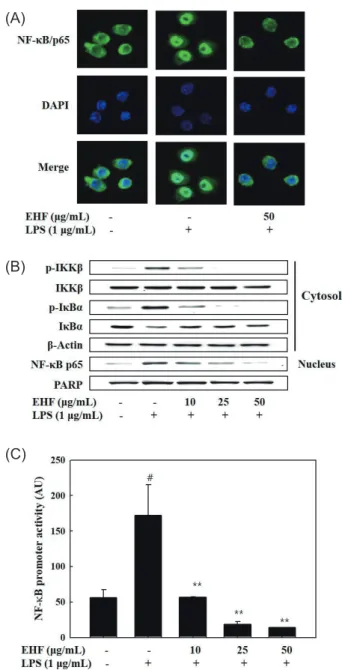 Fig. 6. Effect of EHF on ear edema induced by phorbol 12-my- 12-my-ristate 13-actate (PMA) in mice