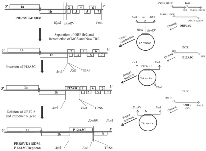 Fig. 1. Schematic representation of the PRRSVK418DM-P12A3C replicon construction strategy