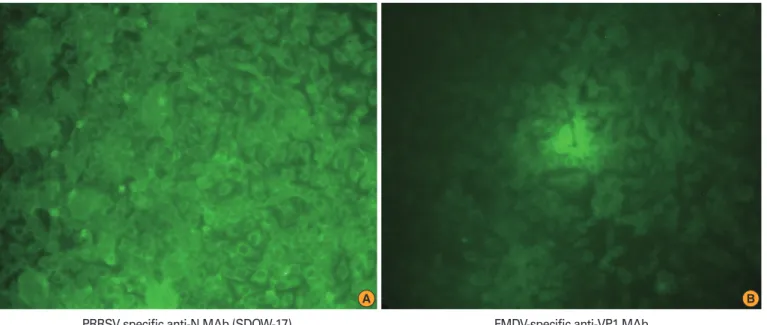 Fig. 3. Identification of the P12A3C expression with helper virus by immunofluorescence antibody assay