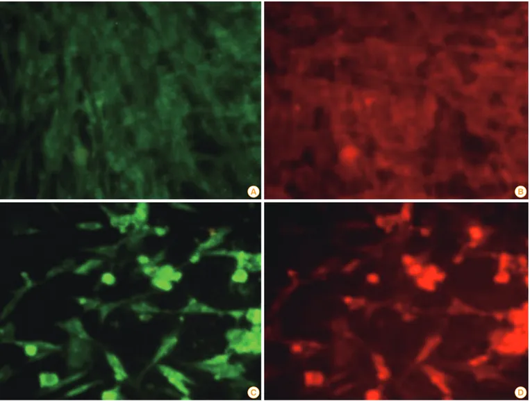 Fig. 4. Images of BHK-21 cells fluorescently stained for expression of G and MyD88. Cells were grown in 24-well plates and mock-transfected  (A, B) or transfected with a liposomal complex of pIRES-Rgp-Myd (C, D)