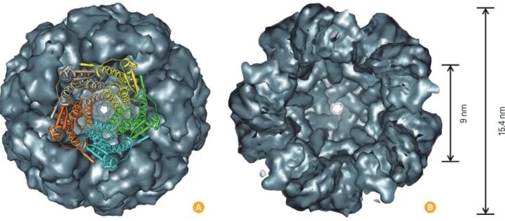 Fig. 2. A schematic diagram showing dendritic cell (DC)-mediated antigen-specific T cell proliferation induced by lumazine synthase protein cage  nanoparticles (AaLS) carrying OT peptides