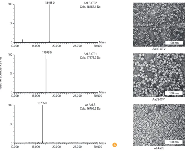 Fig. 3. Characterization of OT-peptide added AaLS protein cages. (A) Molecular masses of dissociated subunits of AaLS-OT-2 (top), AaLS-OT-1  (middle), and wt AaLS (bottom) protein cages