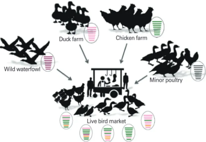 Fig. 1. Role of live bird markets in facilitating the evolution of low  pathogenic avian influenza H9N2 virus in Korea