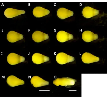 Table 3. Eggs and embryonic development of hybrid between Rhodeus ocellatus (♀) and R