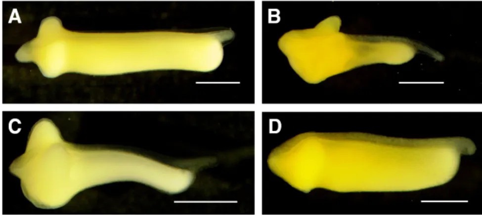 Table 4. Comparison of meristic character counts of hybrid Rhodeus uyekii × R. ocellatus with parental type Characters