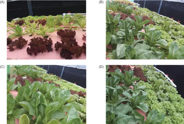 Table 9. Nutrient concentrations in fish tank and vegetable bed of  each experimental group for 10 weeks 1
