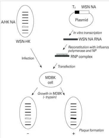Fig. 1. Generation of recombinant influenza A virus. Reconstituted  ribonucleoprotein (RNP) complex which has RNA in vitro transcribed  with foreign epitopes and functional viral core proteins was  trans-fected into Madin-Darby bovine kidney (MDBK) cells t