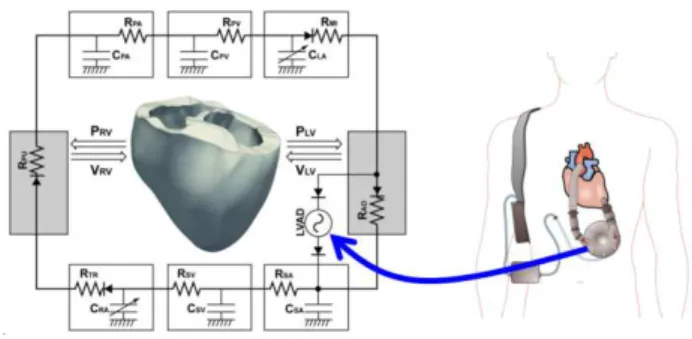 Fig.  1  Schematic diagram of  the  finite-element  ventricular  electromechanical  model  coupled  with  the  circulatory  and  LVAD  models