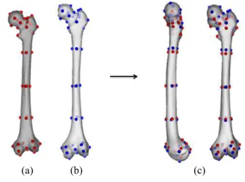 Fig.  3  Alignment  of  sample  models.  (a)  Sample  model  (b)  Template  model  (c)  results  of  3D  model  alignment  using  ICP  (Iterative  closest  point)  algorithm  라메트릭  모델링은  다수의  3 차원  대퇴골  형상모 델의  데이터베이스  구축으로  시작된다