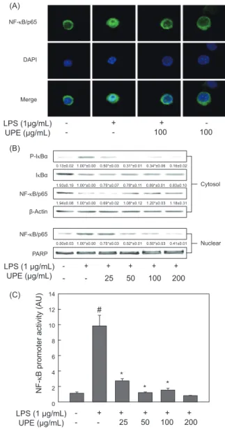 Fig. 4. Inhibitory effect of UPE on the degradation of IκB-α and  the activation of NF-κB in LPS- stimulated RAW 264.7 cells.