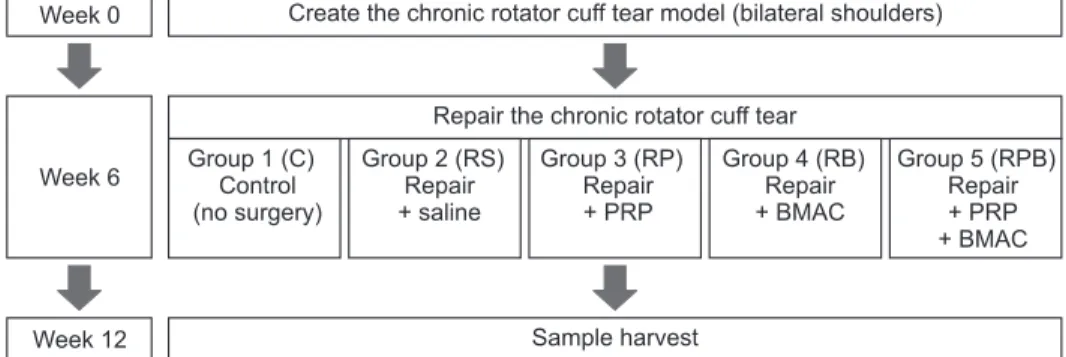 Fig. 1. Flowchart of the in vivo study. 