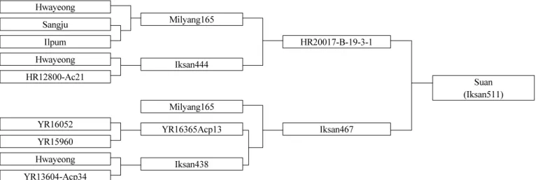 Fig. 2. Genealogical diagram of ‘Suan’.