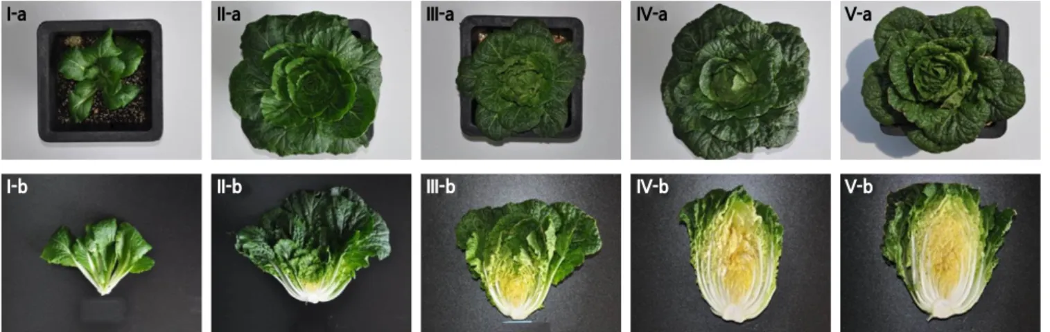 Fig. 3. Effects of different light treatments on the head formation of Chinese cabbage ‘Chungwang’ during the early to middle growth  stages