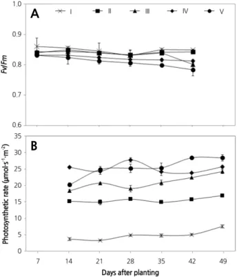 Fig. 4. Changes in the F v /F m  and photosynthetic rates of Chinese cabbage ‘Chungwang’ in response to different light  treatments