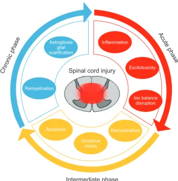 Fig. 1. Pathophysiological events occurring after spinal cord injury.