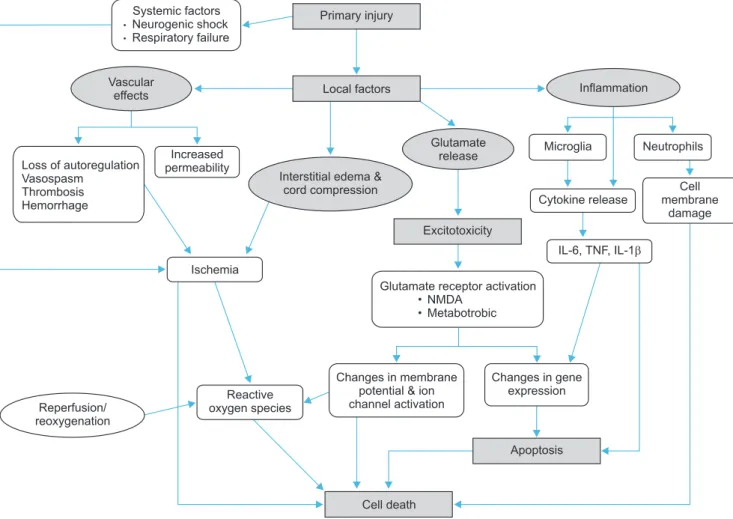 Fig. 2. Pathologic consequences of spinal cord injury. Clinical trials have been attempted for neuroprotection to determine each pathomechanism of  spinal cord injury