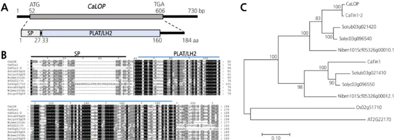 Fig. 1. Structural and phylogenetic analysis of CaLOP and its homologs. A Structure of CaLOP