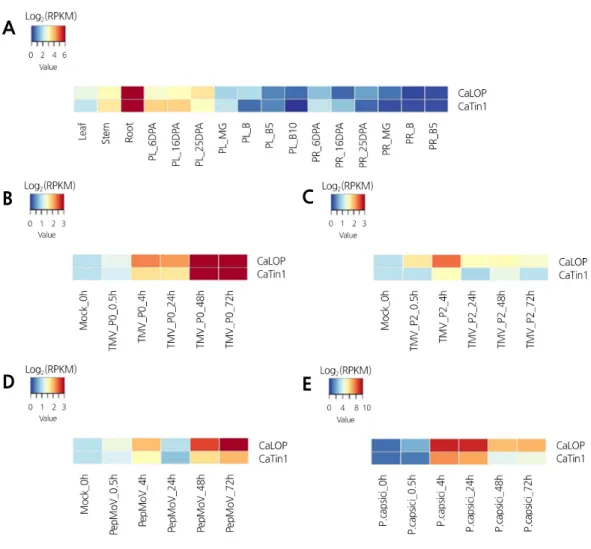 Fig. 2. Heat maps showing the expression patterns of CaLOP and CaTin1 in various tissues, and responses to pathogen  infection in pepper