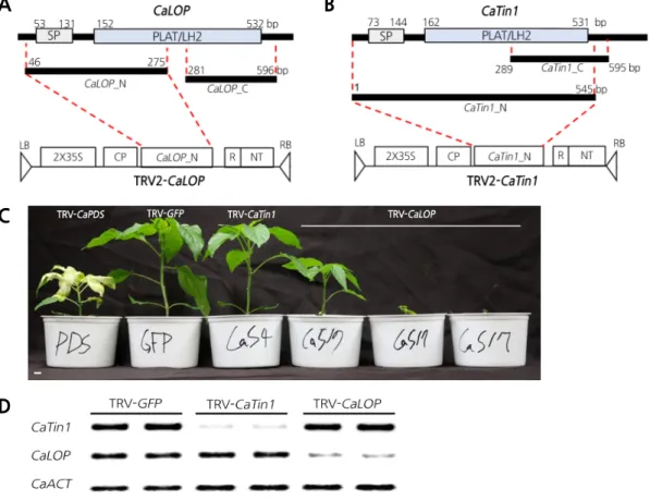 Fig. 3. Silencing effects of CaLOP and CaTin1 on pepper growth and development. A Diagram of the silencing construct  TRV-CaLOP