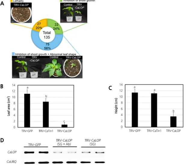 Fig. 4. Phenotype analysis of CaLOP-silenced pepper. A Phenotypic classification of CaLOP-silenced plants