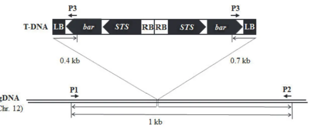 Fig. 2. Schematic diagram of the T-DNA region of Agb0102 GM rice plant and PCR strategy for  specific detection to differentiate from other non-transgenic rice varieties