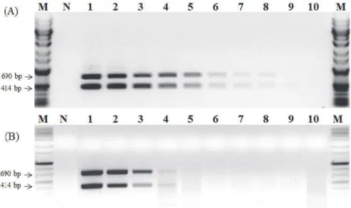 Fig. 4. PCR amplification products on different concentrations of gDNA extracted from  leaf (A) or milled rice grains (B) of GM rice Agb0102