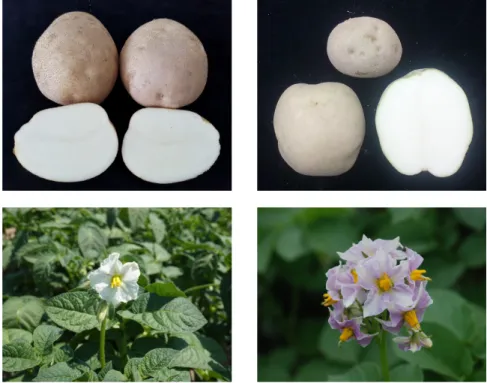 Table 1. Major characteristics of plant and tuber of ‘Daegwang’.