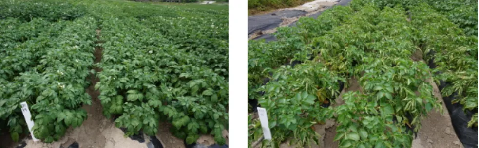 Table 8. Average dry matter content for three years at regional yield trial and taste characteristics of boiled potatoes.