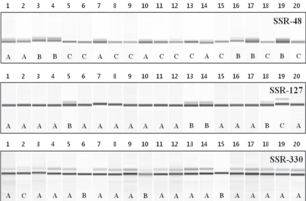 Table 2. Simple sequence repeat markers screened for identifying polymorphism of chrysanthemum.
