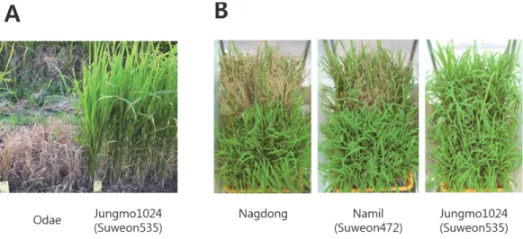 Table 5. Reaction to bacterial blight, virus disease and insect pests.