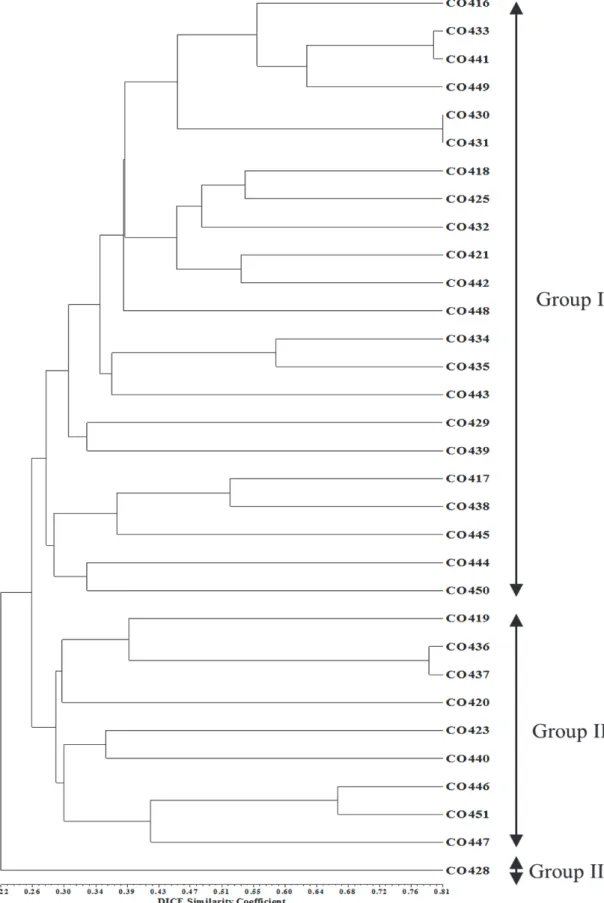 Fig. 4. UPGMA dendrogram base on the 35 SSR markers.