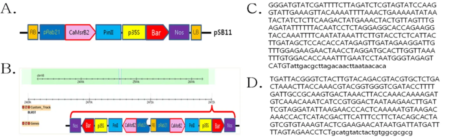 Fig. 1. T-DNA junction sequences analysis. 