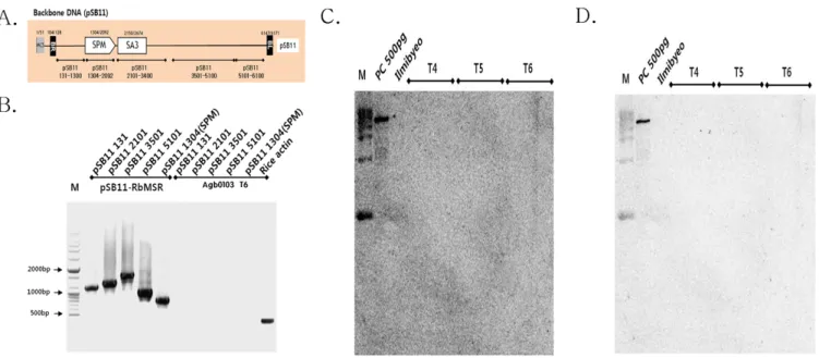 Fig. 3. Backbone DNA PCR and Southern blot analyses of Drought-tolerant transgenic rice (Agb0103).