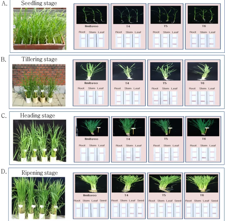 Fig. 5. Confirmation of bar gene expression for Drought-tolerant transgenic rice (Agb0103) by using immunostrip.