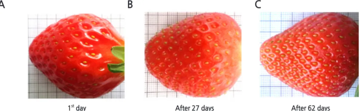 Fig. 1. Comparison of number and size of seeds during the fruit development of ‘Seolhyang’ strawberry