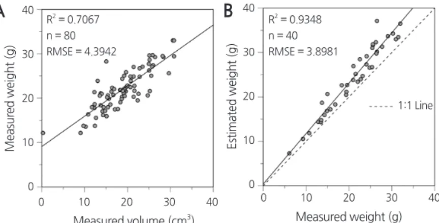 Fig. 12. Relatively strong positive correlation illustrated by scatter plot between measured volume of fruit and measured wet  weight of fruit (A) and scatter plot between measured and estimated wet weight of fruit using image processing (B).