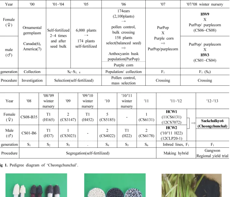 Fig 2. A new anthocyanin waxy corn hybrid, ‘Cheongchunchal(C.C.C)’.