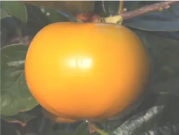 Fig. 1. Pedigree of ‘Wonmi’ persimmon. Fig. 2. Fruit of ‘Wonmi’ at the harvest time.