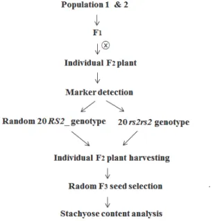 Fig. 1. Scheme for the selection of F 2  plant with low stachyose  content using  rs2 gene marker