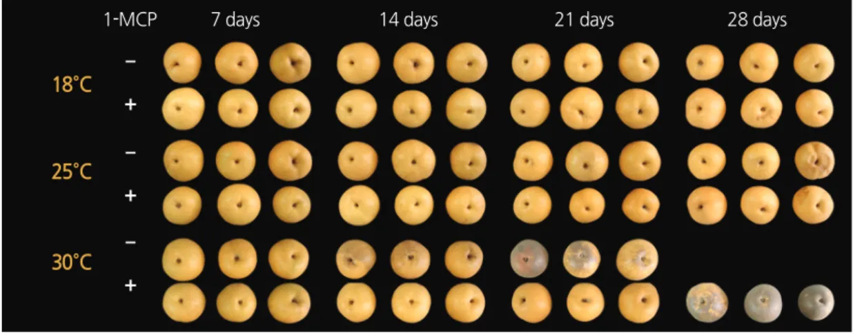 Fig. 3. Changes in external appearance in response to postharvest 1-MCP (1.0 μL·L -1 ) treatment and storage temperature during  28 days of storage in ‘Wonhwang’ pear.