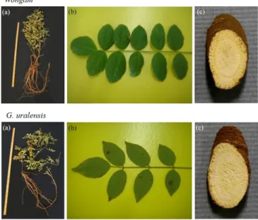 Fig 2.  The morphological  characteristics of  ‘Wongam’ (above) and