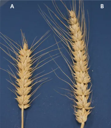 Fig. 3.  Comparison of spike shape and length on two wheat cultivar