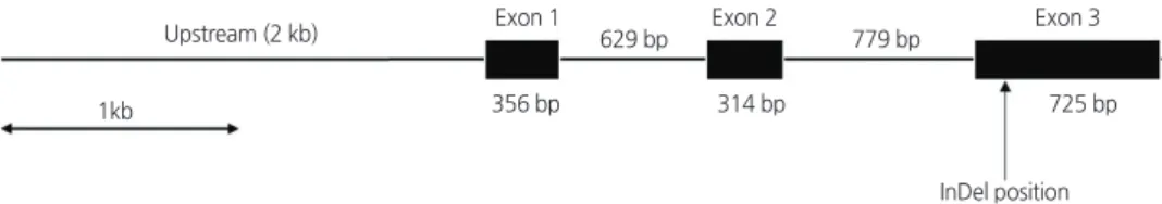 Fig. 1. A schematic of the  nor gene (4.8 kb) sequenced in this study. The region includes the 2 kb upstream sequence and 2.8 kb  open reading frame that consists of three exons (black boxes) and two introns (solid lines between exons).