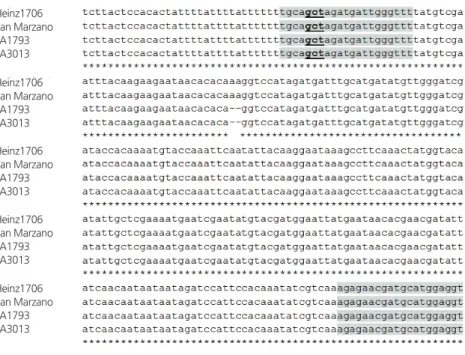 Fig. 2. Sequence alignment of part of the 3 rd  exon of the nor gene between wild-type (Heinz 1706 and San Marzano) and  mutant (LA1793 and LA3013) varieties