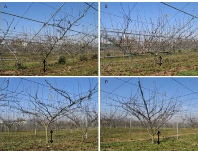 Table 1. Planting density and growth conditions of one-year old ‘Manpungbae’ pear trees trained to four trellis systems in 2001 (year 1).